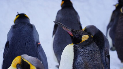 コウテイペンギン