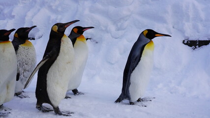 Fototapeta premium コウテイペンギン