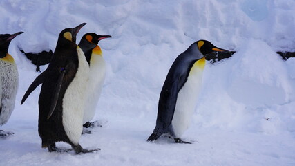 コウテイペンギン