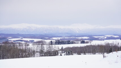 Obraz premium ケンとメリーの木