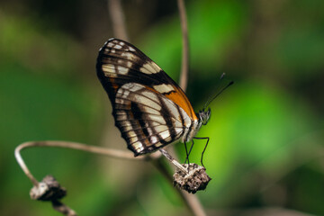 mariposa closeup