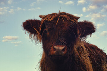 Highland Cow - Schottisches Hochlandrindt mit Kalb - Longhorn - Rind - Cow - Bio - High quality...