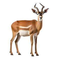 Beautiful antelope isolated on white or transparent background, png clipart element. Easy to place object on any other background.