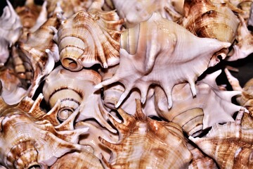 sea shells on the beach