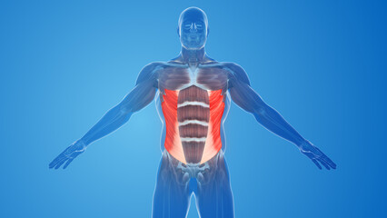 External Oblique Muscles pain and injury