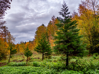 Wiederaufforstung im Mischwald