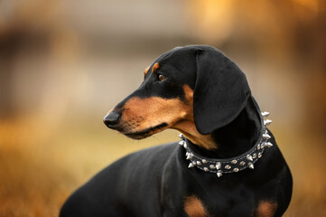 dachshund dog beautiful autumn portrait in cool collar