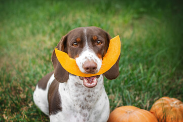 piebald dachshund cute autumn pet funny photo eating pumpkin on halloween