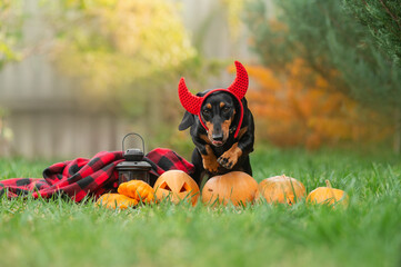 dachshund cute autumn pet photo with pumpkins on Halloween