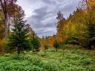 Wiederaufforstung im Mischwald