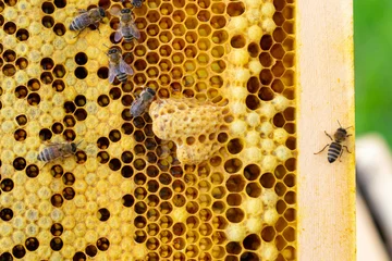 Zelfklevend Fotobehang Honeycombs containing bee drone embryos and queen cells with a developing queen bee © Lina Matveeva