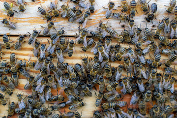 Many bees close up