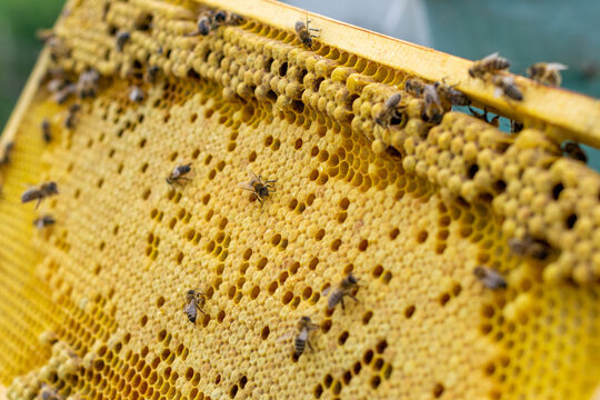 Honeycombs containing bee drone embryos and queen cells with a developing queen bee