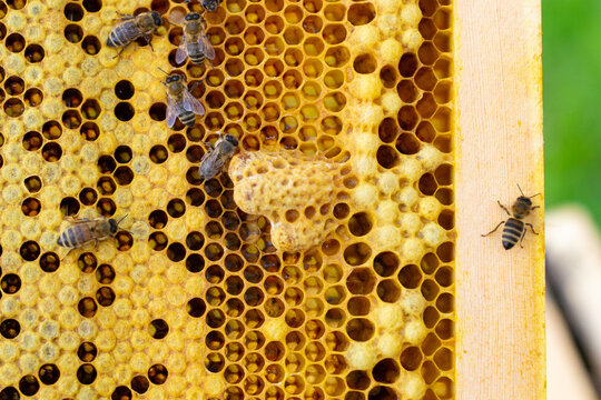 Honeycombs containing bee drone embryos and queen cells with a developing queen bee