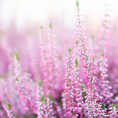 Blooming flowers of a wild heather plant. a field of delicate pink rose violet flower. Macro view shallow depth of field, selective focus