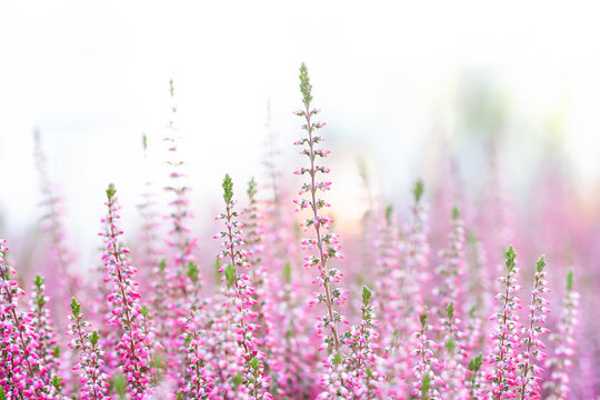 Violet Heather flowers field Calluna vulgaris. Small pink lilac plants, white background. soft focus. copy space shallow depth of field.
