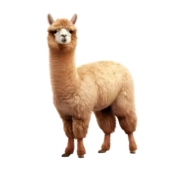 Foto op Canvas Cute alpaca isolated on transparent background, png clip art design element. Wild animal. © Sunny_nsk