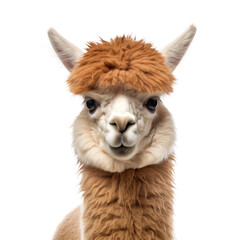 Naklejka premium Cute alpaca portrait isolated on transparent background, png clip art design element. Wild animal.