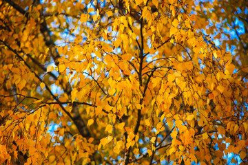 Yellow leaves on the tree in the autumn