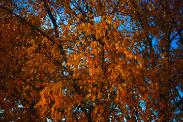 Yellow leaves on the tree in the autumn