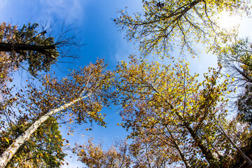 Beautiful Autumn Park, Autumn Golden Trees and Leaves, Autumn Landscape. Colorful leaves in autumn, october. HDR Image (High Dynamic Range).