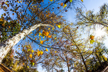 Beautiful Autumn Park, Autumn Golden Trees and Leaves, Autumn Landscape. Colorful leaves in autumn, october. HDR Image (High Dynamic Range).