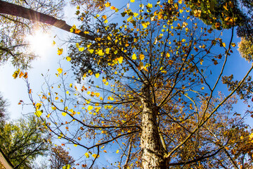 Beautiful Autumn Park, Autumn Golden Trees and Leaves, Autumn Landscape. Colorful leaves in autumn, october. HDR Image (High Dynamic Range).