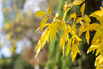 Beautiful maple leaves in autumn sunny day in foreground and blurry background