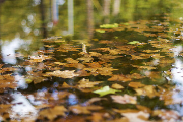 Colorful fall leaves in pond lake water, floating autumn leaf