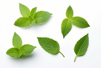 Four green leaves on a white background