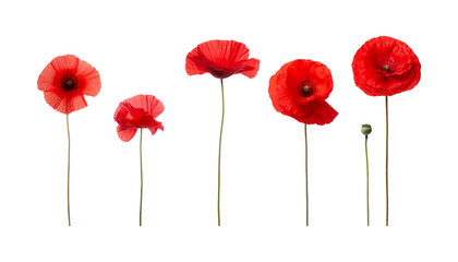 red poppy flowers isolated on transparent background cutout - obrazy, fototapety, plakaty