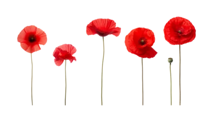 Foto op Plexiglas red poppy flowers isolated on transparent background cutout © Papugrat