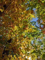 Bright colorful autumn leaves in sunlight and blue sky, beautiful background