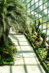 Photo of tropical plants in an Asian greenhouse.