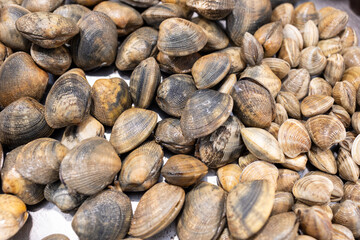 Fresh clams and cockles glistening at the market a seafood lover's delight.