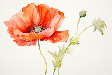 Watercolor painting of a poppy flower on a plain white backdrop. Generative AI
