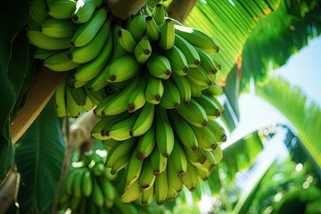 A bunch of fresh and healthy bananas on a vibrant tree in the lush tropics of Thailand. - Powered by Adobe
