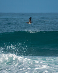 Fototapeta premium Pelican Arecibo, Puerto Rico