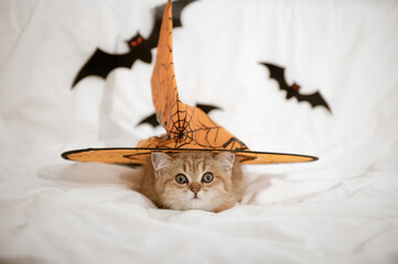 cute funny kitten british golden chinchilla halloween concept. High quality photo