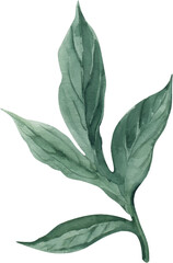 Watercolor Illustration Element Peony Leaf