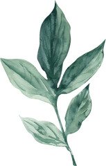 Watercolor Illustration Element Peony Leaves