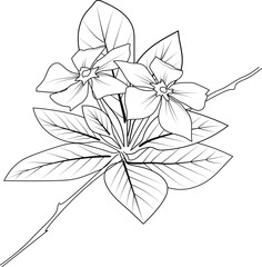 Catharanthus flower botanicl line art, periwinkle flower tattoo, periwinkle tattoo black and white, periwinkle tattoo designs Catharanthus drawings for coloring pages, aduts coloring pages