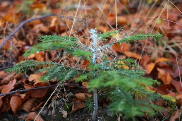Animal repellent on young tree in Poland