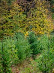 Wiederaufforstung im Mischwald