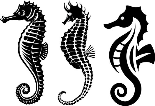 Set of seahorses in high HD resolution. Collection of seahorse isolated on white background.  Wildlife, sea life or water life theme.