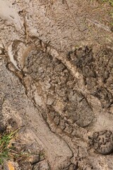 Wet mud foot print on hiking trail in Poland