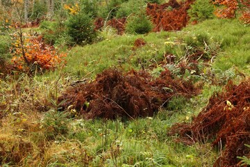 End of growing season for vegetation