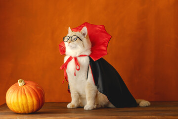 Theme Halloween. Cat in a vampire costume and glasses, orange background
