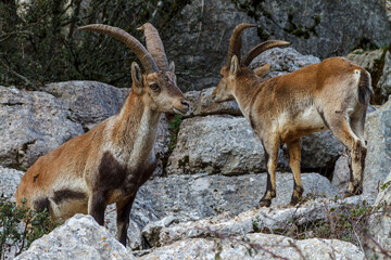 Obraz premium Steinböcke im Naturpark El Torcal de Antequera