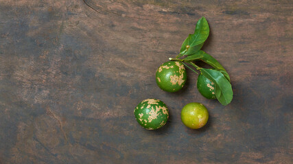 close-up of philippine lime with leaves, aka calamondin or calamansi, small citrus fruit with tart...